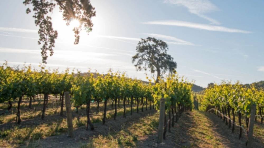 Adıyaman'da Modern Bağcılık Projesi i&ccedil;in başvuru şartları a&ccedil;ıklandı 