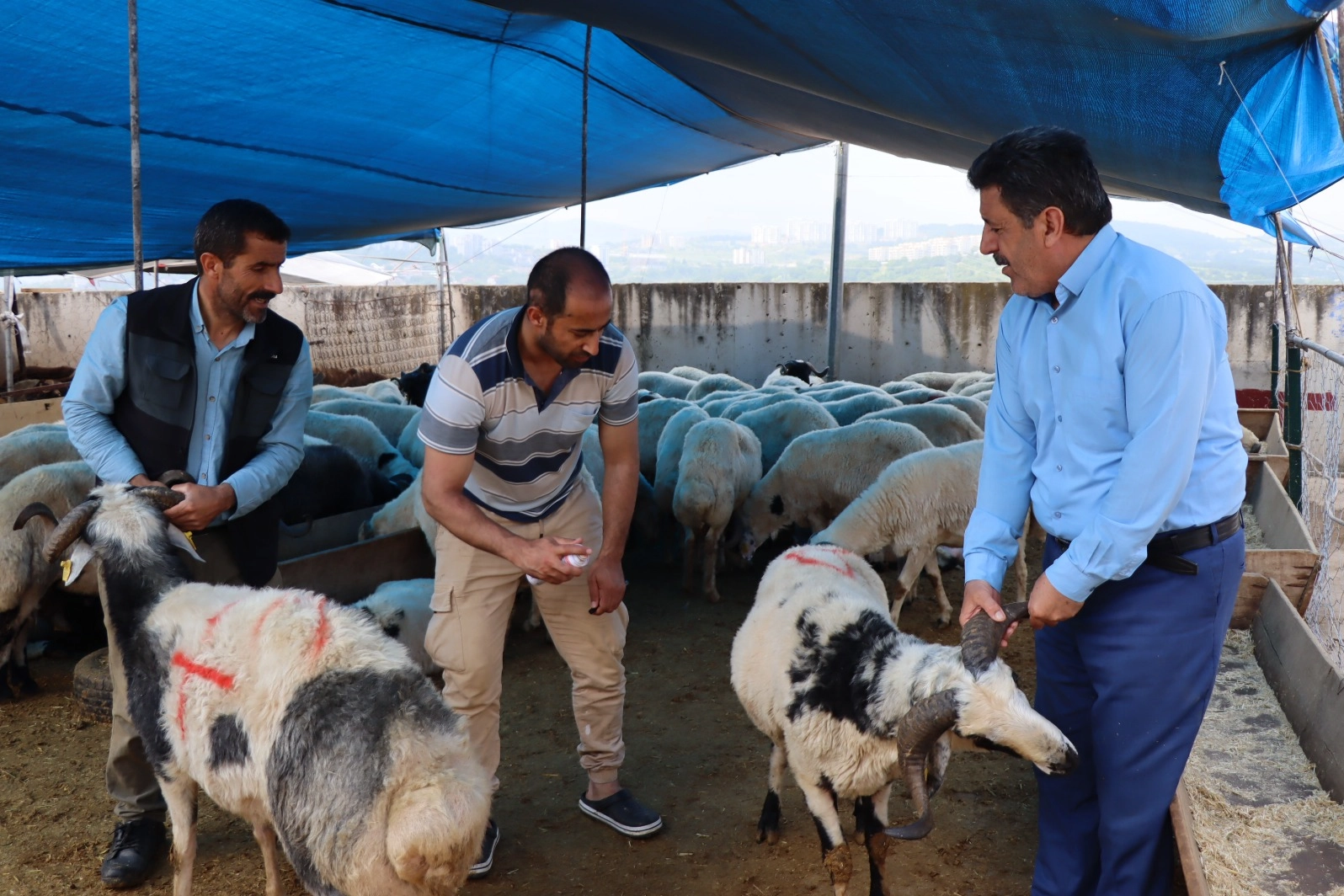 Modern Hayvan Pazarı&rsquo;nda kurbanlık satışları devam ediyor